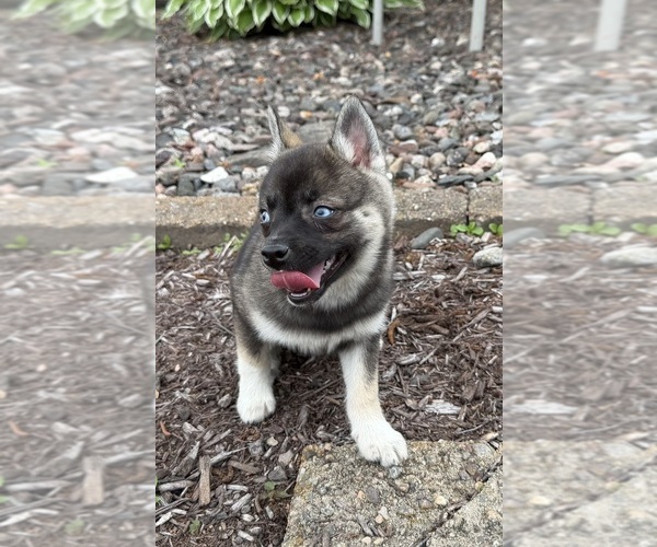 Medium Photo #15 Alaskan Klee Kai-Pomsky Mix Puppy For Sale in ATHENS, WI, USA