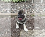 Small #14 Alaskan Klee Kai-Pomsky Mix