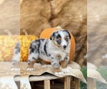 Small Photo #5 Australian Shepherd Puppy For Sale in WESLEY CHAPEL, FL, USA