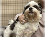 Small Shih Tzu