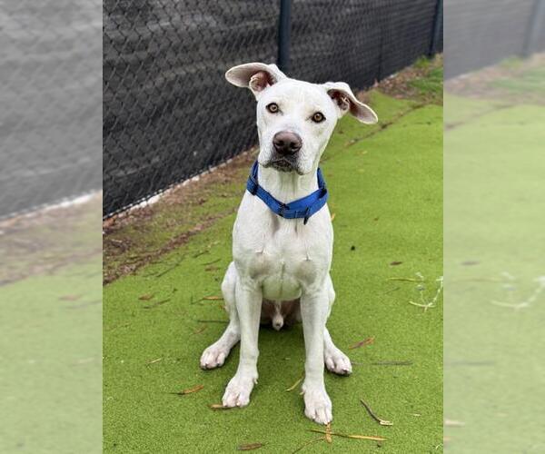 Medium Photo #2 Labrador Retriever Puppy For Sale in Sugar Land, TX, USA