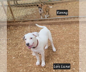 Mutt Dogs for adoption in Granbury, TX, USA