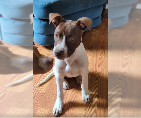 Medium Photo #15 American Pit Bull Terrier-Unknown Mix Puppy For Sale in Brewster, NY, USA