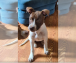 Small #14 American Pit Bull Terrier Mix