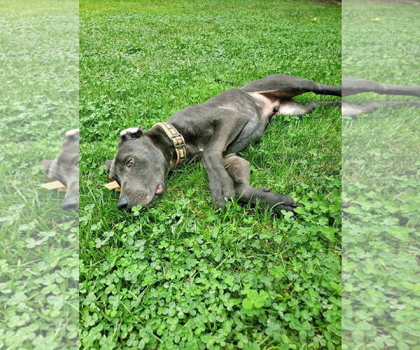 Medium Photo #6 Labrador Retriever-Unknown Mix Puppy For Sale in Germantown, OH, USA