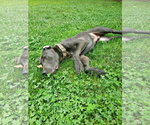 Small #5 Labrador Retriever Mix