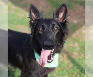 Mutt Dogs for adoption in San Antonio, TX, USA