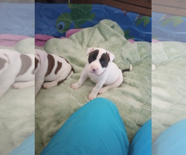 Medium Photo #5 American Bully Puppy For Sale in FRIDLEY, MN, USA
