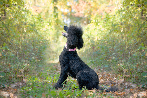 Medium Photo #1 Poodle (Standard) Puppy For Sale in TEKONSHA, MI, USA