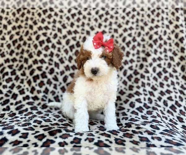 Medium Photo #3 Cavapoo (Miniature) Puppy For Sale in LAKELAND, FL, USA
