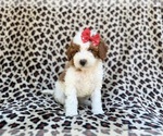 Small #2 Cavapoo (Miniature)
