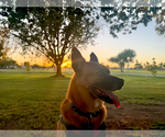 Small #5 German Shepherd Dog Mix