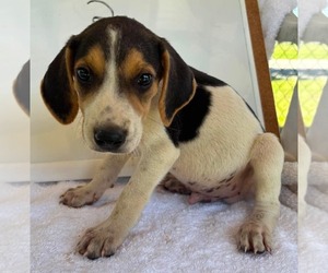 American Foxhound Dogs for adoption in Rustburg, VA, USA