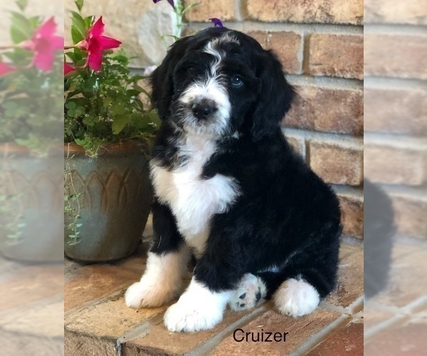 Medium Photo #15 Bernedoodle Puppy For Sale in BRYANT, IA, USA