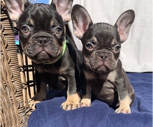 French Bulldog Puppy for sale in CORONA, CA, USA