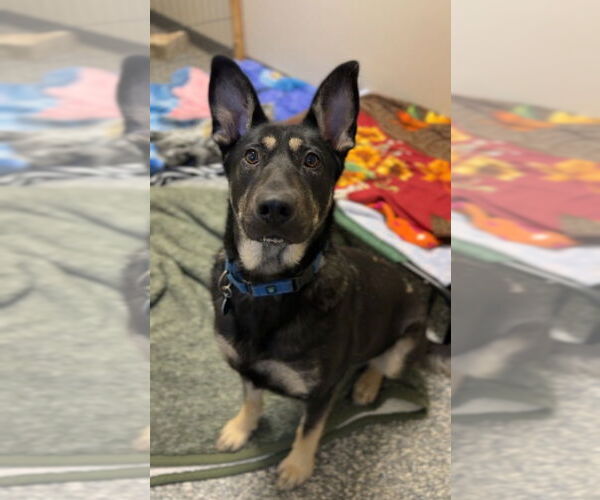Medium Photo #23 German Shepherd Dog-Unknown Mix Puppy For Sale in Bemidji, MN, USA