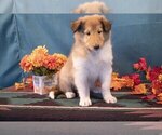Small Photo #2 Collie Puppy For Sale in SUGARCREEK, OH, USA