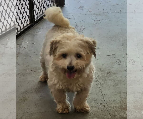 Medium Photo #6 Maltipoo Puppy For Sale in Chico, CA, USA