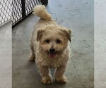 Small #5 Maltipoo