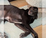 Small #2 Brittany-Chocolate Labrador retriever Mix