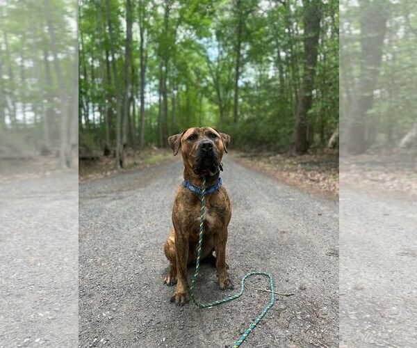 Medium Photo #2 Presa Canario-Unknown Mix Puppy For Sale in Sykesville, MD, USA