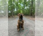 Small #1 Presa Canario Mix
