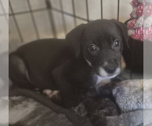 Retriever -Unknown Mix Dogs for adoption in The Woodlands, TX, USA