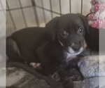 Small Retriever  Mix