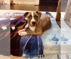 American Pit Bull Terrier Dogs for adoption in Rockville, MD, USA
