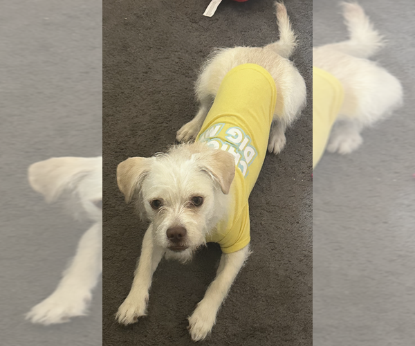 Medium Photo #3 Mutt Puppy For Sale in San Bernardino, CA, USA