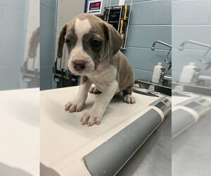 American Pit Bull Terrier-Unknown Mix Dogs for adoption in Corpus Christi, TX, USA