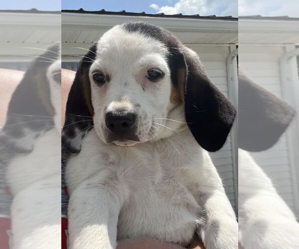 Medium Photo #2 Jack-A-Bee Puppy For Sale in Aurora, IN, USA