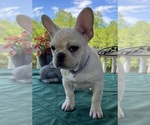 Small #15 French Bulldog