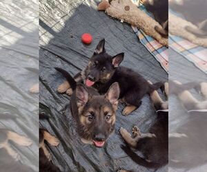 German Shepherd Dog Puppy for sale in DUNCAN, SC, USA