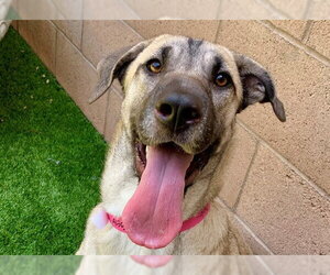 Anatolian Shepherd-Unknown Mix Dogs for adoption in Moreno Valley, CA, USA