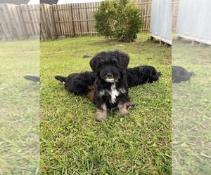 Bernedoodle Puppy for sale in GUYTON, GA, USA