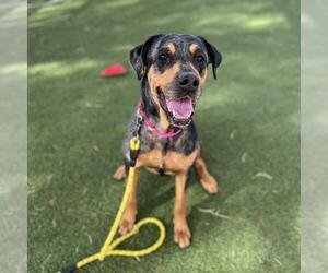 Rottweiler-Unknown Mix Dogs for adoption in Las Vegas, NV, USA