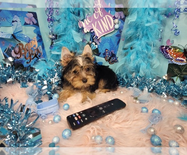 Medium Photo #3 Yorkshire Terrier Puppy For Sale in HARKER HEIGHTS, TX, USA