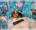 Small #2 Yorkshire Terrier