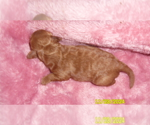Poodle (Toy) Puppy for sale in DULUTH, GA, USA