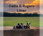 Image preview for Ad Listing. Nickname: Callies Litter