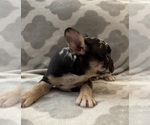 Small Photo #21 French Bulldog Puppy For Sale in MIDDLEBURY, IN, USA