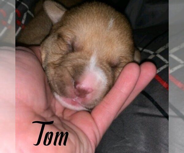 Medium Photo #2 Mutt Puppy For Sale in Vail, AZ, USA
