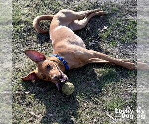 Novak - Male Labrador Retriever-Retriever  Mix Dog for Adoption - Photo #4