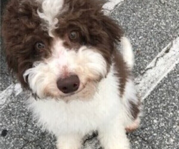 Medium Photo #1 Aussiedoodle Miniature  Puppy For Sale in RIDGEVILLE, SC, USA