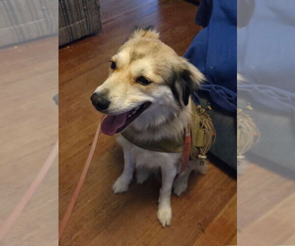 Medium Photo #1 Collie-Unknown Mix Puppy For Sale in Cromwell, KY, USA