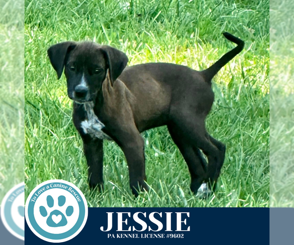 Medium Photo #7 Labrador Retriever-Unknown Mix Puppy For Sale in Kimberton, PA, USA