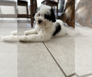 Miniature Bernedoodle Puppy for sale in RIVERVIEW, FL, USA