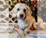 Small Photo #2 Poodle (Miniature) Puppy For Sale in Bon Carbo, CO, USA