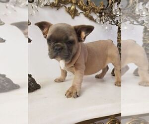 French Bulldog Puppy for sale in MIAMI, FL, USA